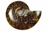 Polished Ammonite (Cleoniceras) Fossil - Madagascar #348486-1